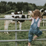 Young girl stands on a metal gate and looks in at multiple black and white calves in a field.