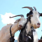 Love Goats.