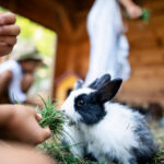 Kids feeding bunnies with grass. Two boys and a girl are feeding little bunnies. Closeup of a bunny.
Nikon D850.
