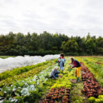 Three organic farmers harvesting their vegetables by hand on a small plot together.