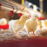 Chicken at farm. Shallow DOF. Developed from RAW; retouched with special care and attention; Small amount of grain added for best final impression. 16 bit Adobe RGB color profile.